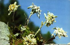 MODERN CARD National committee Of Childhood which occurred Franklin Paris Edelweiss