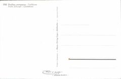 MODERN CARD Flowers Trolius europaeus Trolle d' Europe