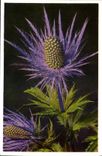 MODERN CARD Flowers Eryngium Alpinum