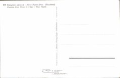 CPM Fleurs Eryngium Alpinum 