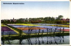 CPA Hollandsche Bloemenvelden