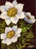VINTAGE POSTCARD Flower Alpena Anemone