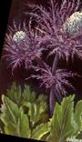 CPA Fleur Eryngium Alplnum