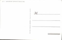 CPA Fleur Eryngium Alplnum