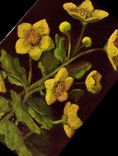 VINTAGE POSTCARD Caltha Palustris Buttons of gold Flower