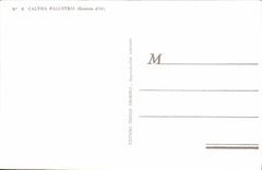 VINTAGE POSTCARD Caltha Palustris Buttons of gold Flower