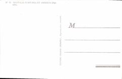 VINTAGE POSTCARD Digitalis Purpurea And Ambigua Digital Flower