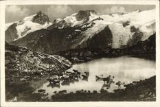 MODERN CARD Mountain pastures Cows