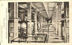 VINTAGE POSTCARD British Museum Bird Gallery Library