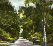 VINTAGE POSTCARD The flower Walk Kensington Gardens London