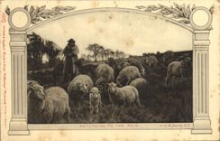 VINTAGE POSTCARD Returning To The Fold Davis Sheep