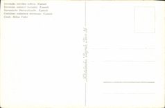 CPA Slovenska narodna nosnia Kannik Folklore