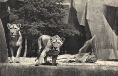 CPM Lion et lionnes sur leur plateay Vincennes Zoo Paris 