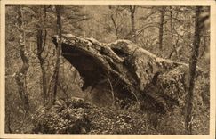 CPA Fontainebleau La foret Le vautour Rapace