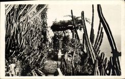 CPA Monte Carlo Jardins Exotiques