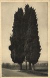 VINTAGE POSTCARD Holy Raphael Three Cypresses