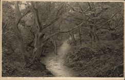 VINTAGE POSTCARD The Landslip Ventnor