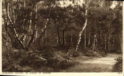 VINTAGE POSTCARD Wimbledon Common Year Avenue off Birches