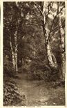 CPA Wimbledon Common A Woodland Path