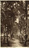 VINTAGE POSTCARD Wimbledon Common Silver Birches
