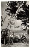 CPM Nice Vue Prise a travers les Pins