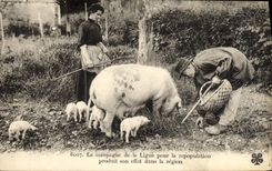 VINTAGE POSTCARD the Countryside of the League for Repopulation Takes effect in the area Cochon Pig Truffles TOP