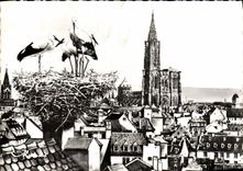POSTAL MODERNA opinión de Estrasburgo y la jerarquía de cigüeñas