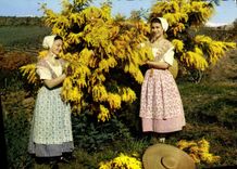 MODERN CARD Reflections Of the Dimension of Azure Academy Of Provence Of Cannes Gathering of mimosas Folklore