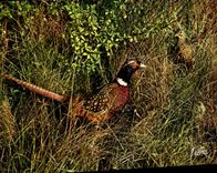 MODERN CARD In the Sologne Partridge Bird Meets