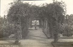 Photograph Rose Wraylands Pergola