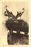 CPA Les Cigognes en Alsace
