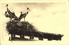 VINTAGE POSTCARD Strasbourg Storks In Alsace