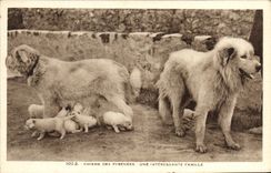 VINTAGE POSTCARD Dogs Of the Pyrenees an Interesting Family Dog Pup pups