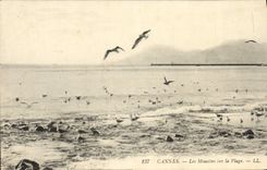 CPA Cannes Les Mouettes Sur La Plage