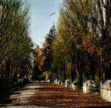CPM Arles Les Alyscamps L'Allee Des Sarcophages Tombeaux Du Silence Et du Repos