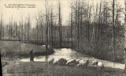 VINTAGE POSTCARD Chateauneuf Valley Of Charente the Islands Shepherdess Sheep