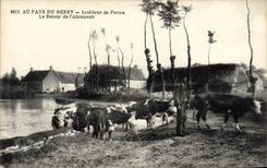 VINTAGE POSTCARD With the Country Of Interior Berry of Farm the Return of I' Abreuvoir Folklore Cows