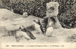 VINTAGE POSTCARD Perros Guirec Caluclots Parrots of sea In the island Rouzic Birds