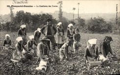 VINTAGE POSTCARD Plougastel Daoulas the Gathering Of Strawberries TOP