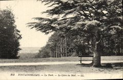 VINTAGE POSTCARD Fontainebleau the Drill the Cedar Of the Email