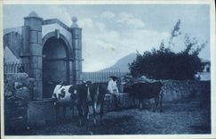 VINTAGE POSTCARD Fantasy Cows Basque Country