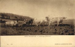 VINTAGE POSTCARD Rosa Happiness Nevers-native Tilling Museum Of Luxembourg Paris