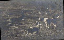 VINTAGE POSTCARD Living room 1911 Maissen With the barks in the pond Hunt Dogs Dog