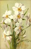 VINTAGE POSTCARD Fantasy Narcisses Flowers