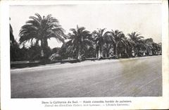 CPA Dans La Californie Du Sud Route Bordee De Palmiers