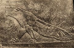 VINTAGE POSTCARD Assyrie the wounded lioness Lion