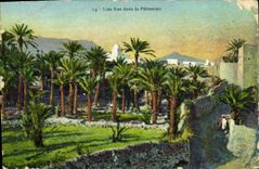 CPA Une Rue Dans La Palmeraie