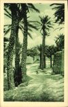 VINTAGE POSTCARD Blessed Ounif Palm plantation