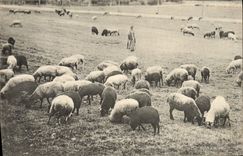 CPA Berger Moutons 