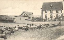 VINTAGE POSTCARD Shepherd Sheep Krapersburg Hotel